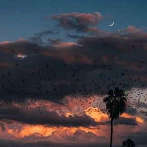 Meet your Posher, Poppy